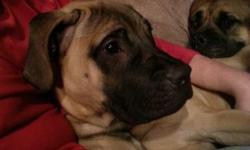 Akc female bullmastiff born in August. Up to date on shots and spay. Excellent dispostion. 315-668-1414