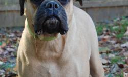 My Grandson can no longer keep his Bullmastiff and has asked me to help find her a home.
She is about 3 years old. She is house broken, and good with people and male dogs. She has been around small dogs but she is a little rough when she plays with them.