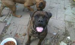 Bullmastiff - Tiberius - Large - Adult - Male - Dog
A large fawn and bronze Mastiff with a black muzzle, Tiberious looks quite imposing due to his large size. He was found as a stray and is presently adjusting to life at the shelter. According to the