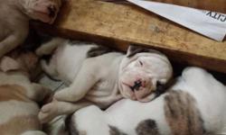I have 6 bully bulldog pups 2 weeks away. I from being ready for rehoming.Dad is english bulldog, Ollde English bulldogge mix. I have dad's mom on site pure english bulldog, his dad is out of the. Corey land
bloodline.mom is english bulldog Ollde English