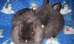 we have several bunnies ready for homes. Lionheads, Holland lops, netherland dwarfs $20 each Arcade NY