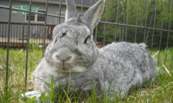 Bunny Rabbit - Ash - Medium - Adult - Male - Rabbit
Ash is a sweet, smart and silly neutered 6 y/o rabbit with a great personality. He is easy to pick up and loves to be held. He enjoys attention and will sit on your lap or shoulders for hours. Ash is