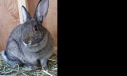 Bunny Rabbit - Ash - Medium - Young - Male - Rabbit
Ash is a lovely rabbit who can be a tad shy. Likes the human interaction and would do well as an only bunny. He is potty trained.(picture coming soon) If you're interested in adopting Ash, please visit