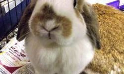 Bunny Rabbit - Frank And Cooper - Medium - Young - Male - Rabbit
Frank and Cooper came in due to their previous owner turning their parents loose in the yard! As a result, Cracker Box now has 17 new rabbits! They will both be available as soon as they are