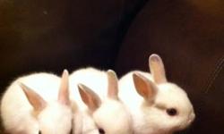 Bunny Rabbit - Rescue Bunny Family - Large - Baby - Male
***UPDATE*** The Bunnies went to the vet and had their check up. 1 female and 5 males from the first liter are still looking for forever homes. 9 babies from the second liter are now 4 weeks old and