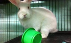 Bunny Rabbit - Snapples - Medium - Young - Male - Rabbit
A volunteer writes: Snapples is a mini-Rex boy whose owner didn't have the time for him anymore. Luckily, most of his life is still in front of him, so he'll get a chance to spend it with caring,