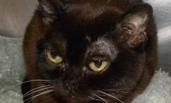 Burmese - Gemma - Small - Senior - Female - Cat
Hi, my name is Gemma! I'm a tiny, pretty, 13 year old, spayed female, Burmese cat. I have the biggest eyes and the funniest little meow. I'm a friendly and affectionate girl. Come visit me soon!