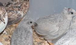 I have all colors,button quails,6 months old laying eggs,sold in pairs only,due to too many males,call John 917 846-0571