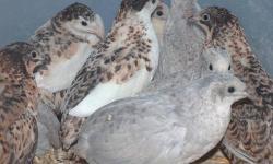 I have,grey's,red breasted,blue backs, black face,buttons quail young 3 month old just starting to lay eggs,will sell pairs for $15,and will sell extra males,but not extra hens,due to more males,call John 917 846-0571