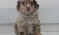 Adorable mini Australian shepherd puppies. Born Jan. 26, will be ready to go to their forever homes on March 25. Puppies have been vet checked and are current on vaccinations and wormings. Parents are CKC registered and on site. These sweet babies have