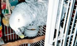 I have a CAG(Congo African Gray) approx. 20yrs old looking for his last,forever,loving family.His name is Oliver.He is a WOMAN'S bird ONLY.
His adoption fee is $500 including his nice White YML cage,toys,and food. Adopters MUST be willing to submit to a