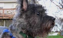 Cairn Terrier - Toby One - Small - Adult - Male - Dog

Toby One is located in a private Foster Home in Aberdeen, Maryland. To adopt him, you must first fill out our Adoption Application.  To learn more about Cairn Rescue USA, please visit our Web site