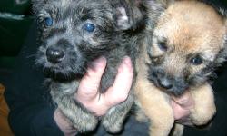 AKC Reg. male $400 and Females$450 Cairn terriers Ready to go home now, very happy, socialized pups. Light Wheaton or Dark brindle color. Current on shots and deworming.Health Guarantee.