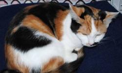 Calico - Angel Needed For Mother Teresa - Medium - Young
Yes, we are looking for a very special person, an angel, to give a home to two young cats - Mother Teresa, a Calico, and Princess Diana, a Tiger - both born in the Spring of 2012. What - sadly -