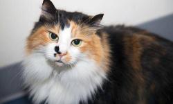 Calico - Angie - Medium - Adult - Female - Cat
Stunningly beautiful long-haired calico Angie (3 years old) was living with her numerous adoptive siblings when Hurricane Sandy struck and left her Far Rockaway owner with an uninhabitable, partially flooded