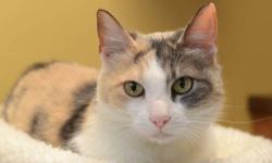Calico - Ayana - Medium - Young - Female - Cat
This adorable girl was rescued after abandonment in Kingston, NY. She's about 7 months old, very friendly and outgoing, and would love a forever home. See this kitty and others at http://www.animalkind.info