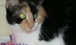 Calico - Buttons L/h Calico - Medium - Adult - Female - Cat
THE LADY WHO HAS OWNED THIS BEAUTIFUL KITTY HAS BEEN HOSPITIALIZED AND HAS COPD. SHE HAS BEEN TOLD SHE MAY NOT GO NEAR LITTER BOXES OR HER CAT. KITTY HAS BEEN ONLY CAT AND WOULD BE BEST IF WENT