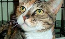 Calico - Calico Jones - Medium - Adult - Female - Cat
Hi, I'm Calico Jones. I came to the shelter when my elderly owner passed away. When I got here, I was really scared. It took me a long time to calm down, and I'm not completely happy here. I could