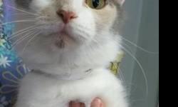 Calico - Calina - Medium - Adult - Female - Cat
(No. 638) My name is Cali (Calina). I'm a gray, orange and white calico adult female. My eyes are a lovely yellow with a touch of green and my nose is pink. My tail is all gray and fluffy. There is a cute