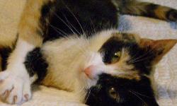 Calico - Calliope - Medium - Young - Female - Cat
Gorgeous Calico!
Look at me! I was born outside about 4/4/11 and have lived outside in a trailer court all my life. But I won the lottery! I was scooped up by a woman who loves cats and am now in a