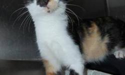 Calico - Candy - Medium - Young - Female - Cat
CHARACTERISTICS:
Breed: Calico
Size: Medium
Petfinder ID: 24464950
ADDITIONAL INFO:
Pet has been spayed/neutered
CONTACT:
North Country Animal Shelter | Malone, NY | 518-483-8079
For additional information,