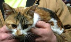 Calico - Celeste - Medium - Baby - Female - Cat
Celeste is a super-friendly and fearless kitten! She loves to perch on your shoulder too! Please contact Barb at 315-343-2959 for more info on adoption
CHARACTERISTICS:
Breed: Calico
Size: Medium
Petfinder