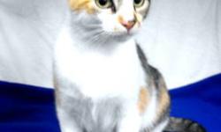 Calico - Chloe - Small - Young - Female - Cat
Meet CHLOE, a young female. Chloe is so tiny & girly looking! She is shy but very sweet, she needs a patient owner who can show her love and how to trust someone! She desperately waits for a loving family to