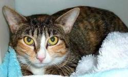 Calico - Chrissy-adopted - Small - Adult - Female - Cat
This sweet little mama is ready to shine. Nothing gets Chrissy down, not even a rainy day. Always the first to meet you at the door to her room with a purr and a body rub to your leg. This little
