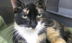 Calico - Christina - Medium - Adult - Female - Cat
We think Christian is beautiful and you will too! This adorable calico is a young adult ready to show you what a great gal she is!
CHARACTERISTICS:
Breed: Calico
Size: Medium
Petfinder ID: 24195533