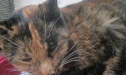 Calico - Cola - Medium - Adult - Female - Cat
Hi, I am Cola. I am a very pretty Calico girl who came in with my other soda friends, Coca, Crush, and Pepsi. I am very friendly when you get to know me, but I am often overlooked for the other more brave