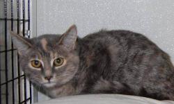 Calico - Daisy - Medium - Young - Female - Cat
CHARACTERISTICS:
Breed: Calico
Size: Medium
Petfinder ID: 24512109
ADDITIONAL INFO:
Pet has been spayed/neutered
CONTACT:
North Country Animal Shelter | Malone, NY | 518-483-8079
For additional information,
