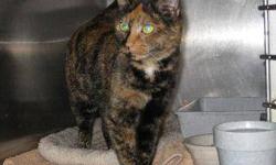 Calico - Esmeralda - Large - Adult - Female - Cat
Esmeralda came to the shelter with her 3 calico sisters. They are a beautiful bunch of cats! They were very scared coming in, but over the past several months, they have learned to have fun, and are a very