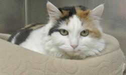Calico - Etsy - Medium - Young - Female - Cat
Meet ETSY, a young female. She is so sweet, loves to cuddle, loves other animals. Etsy has the most beautiful coloring & green eyes :) Come adopt her TODAY, she's waiting!!!
CHARACTERISTICS:
Breed: Calico