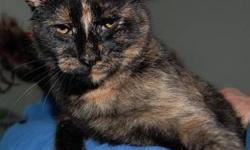 Calico - Eve - Small - Adult - Female - Cat
Hello, My name is Eve. Im looking for someone, probably an older person, who wants a companion. Im a female, four to five years old, and Ive been spayed. Id really like to spend the rest of my life in a