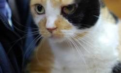 Calico - Freckles - Large - Adult - Female - Cat
I am Freckles and I was born on 5/26/2006. I just lost my home of 6+ years, due to no fault of mine -- my guardians moved and told me I couldn't come along. I am sure you understand that I am now looking