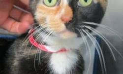 Calico - Frigget - Medium - Young - Female - Cat
(No. 736) I'm called Frigget. I'm a pretty calico female under a year old. I had hairloss when I came to the shelter as a stray in January 2012 but my fur is just beautiful now. I have awesome green eyes