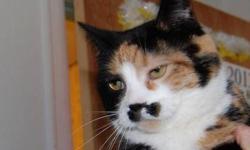 Calico - Gwen - Medium - Young - Female - Cat
Gwen is a beautiful long-haired calico girl looking for her forever home. Please contact Barb at 315-343-2959 for info on adoption
CHARACTERISTICS:
Breed: Calico
Size: Medium
Petfinder ID: 25310472
ADDITIONAL