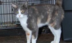 Calico - Jingle - Medium - Young - Female - Cat
Jingle, this joy of a kitten was found outside our shelter after someone must have dropped her off. She is such a sweetie, loves to be held, and likes to sit on your shoulder. She has a gray nose which makes
