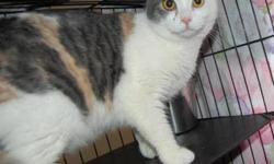 Calico - Judy - Large - Young - Female - Cat
CHARACTERISTICS:
Breed: Calico
Size: Large
Petfinder ID: 21989318
ADDITIONAL INFO:
Pet has been spayed/neutered
CONTACT:
North Country Animal Shelter | Malone, NY | 518-483-8079
For additional information,