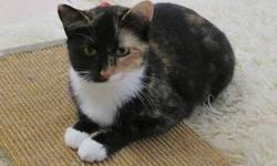 Calico - Karina - Medium - Young - Female - Cat
Hi! My name is Karina! I'm the sweetest cat in Beacon, NY. I love following my human around and rolling on my belly to get pet. When it's food time I wrap my arms around my humans leg and give it hugs. Would