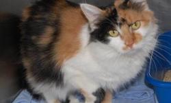 Calico - Katie - Medium - Young - Female - Cat
CHARACTERISTICS:
Breed: Calico
Size: Medium
Petfinder ID: 25094769
ADDITIONAL INFO:
Pet has been spayed/neutered
CONTACT:
North Country Animal Shelter | Malone, NY | 518-483-8079
For additional information,