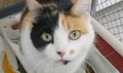 Calico - Katrina - Medium - Adult - Female - Cat
CHARACTERISTICS:
Breed: Calico
Size: Medium
Petfinder ID: 25431274
ADDITIONAL INFO:
Pet has been spayed/neutered
CONTACT:
Chemung County Humane Society and SPCA | Elmira, NY | 607-732-1827
For additional