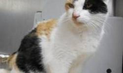 Calico - Lisa - Medium - Adult - Female - Cat
CHARACTERISTICS:
Breed: Calico
Size: Medium
Petfinder ID: 25386408
CONTACT:
Chemung County Humane Society and SPCA | Elmira, NY | 607-732-1827
For additional information, reply to this ad or see: