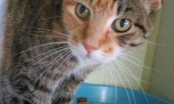 Calico - Love Bug - Medium - Adult - Female - Cat
(No. 672) I'm called Love Bug. When you meet me you will certainly know why! I'm a 7 year old calico/ gray tabby mix and I'm at the shelter because my owner passed away. I have tabby fur on my body with a