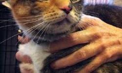 Calico - Pastel - Small - Young - Female - Cat
Pastel is a female Calico about 2 years old. Spayed, deparasitized, vaccines, FIV/FeLV negative. She was taken from an abusive and neglectful home with her 4 kittens. She loves to be pet and is very