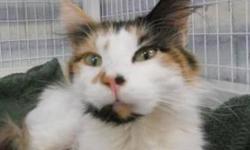 Calico - Peaches - Medium - Adult - Female - Cat
CHARACTERISTICS:
Breed: Calico
Size: Medium
Petfinder ID: 25183800
ADDITIONAL INFO:
Pet has been spayed/neutered
CONTACT:
Chemung County Humane Society and SPCA | Elmira, NY | 607-732-1827
For additional