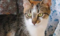Calico - Peek A Boo - Small - Young - Female - Cat
Peek A Boo I see you! Do you see Peek A Boo? She sure sees you, this outgoing young lady has taken over as room greeter, she can usually be found lounging in her favorite spot on the edge of the sofa. But
