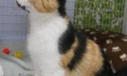 Calico - Peg - Medium - Young - Female - Cat
CHARACTERISTICS:
Breed: Calico
Size: Medium
Petfinder ID: 25183171
ADDITIONAL INFO:
Pet has been spayed/neutered
CONTACT:
Chemung County Humane Society and SPCA | Elmira, NY | 607-732-1827
For additional