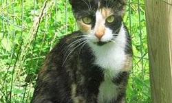 Calico - Petunia - Medium - Young - Female - Cat
Young declawed medium-size female Calico. Dear Petunia's story is explained on her video. She is a playful lover and the softest cat I've ever known. Please call her adoring foster mom Julia at 646-429-8882