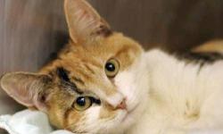 Calico - Princess Pastry - Medium - Young - Female - Cat
Hi. I am Princess Pastry, such a cool name, right? I recently arrived at MHAA from a hoarding situation. I get along well with other cats, but am a little shy being at the shelter. I would really
